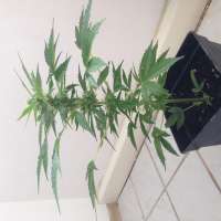 Bulk Seed Bank Auto Lime Skunk - foto de McVeli