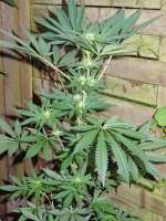 Bulk Seed Bank Auto NY Diesel - foto de Avarr