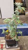 Bulk Seed Bank Banana Monkey - foto de Weed420Haze