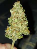 Imagen de NiordMiranda (OG Kush)