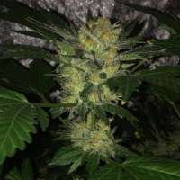 Bulk Seed Bank Sensible Star - foto de Budfit