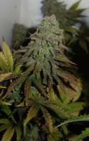 Bulk Seed Bank White Prussian - foto de cannabiscorpse88