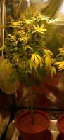 Bulk Seed Bank White Prussian - foto de Fantom