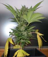 Bulk Seeds AK 47 - foto de DerDepressive