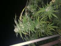 Bulk Seeds LSD - foto de Rirorori