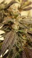 Bulletproof Genetics Dem Applez - foto de HerbHeadlock