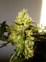 Buzzer Organic Seeds Amsterdam Plant - foto de BuzzerOrganicSeeds