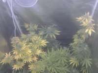 Buzzer Organic Seeds Amsterdam Plant - foto de KaschgarBioweed