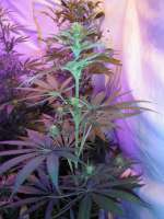 Imagen de BuzzerOrganicSeeds (Amsterdams Magic)