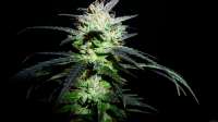 Imagen de BuzzerOrganicSeeds (Magic Autumn)