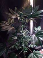 Imagen de nygrr (CBD Skunk Haze)