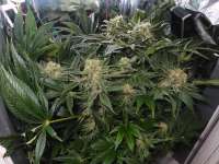 Imagen de PabloTesla (CBD Skunk Haze)