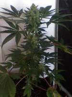 Imagen de nygrr (CBD Skunk Haze)