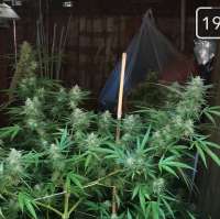 CBD Seeds Critical - foto de mikelad91