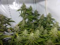 CBD Seeds One To One - foto de hemp47