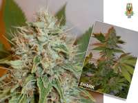 CBD Seeds Shark - foto de AT187