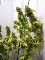 CH9 Female Seeds California - foto de DreamOfGreen