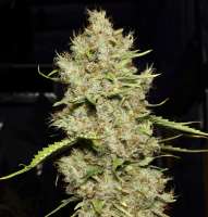 CH9 Female Seeds Vantage - foto de FlashGordon