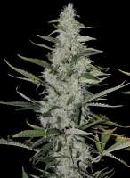 CH9 Female Seeds Vintage 2006 - foto de flashgordon