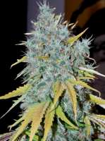 CH9 Female Seeds Yumbolt x Vintage 2006 - foto de 420Circuit