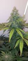 Cabin Fever Seed Breeders Master OG - foto de AntidoteMan