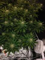 Imagen de Ryguy45 (Master Kush)