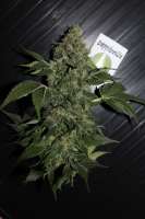 Cannabella Genetics Bella Ortega - foto de CAnnabellaSeedClub