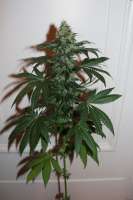 Cannabella Genetics Bella Ortega - foto de CannabellaSeedClub