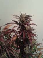 Imagen de CannabellaSeedClub (Brambleberry Kush)