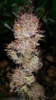 Cannabella Genetics Brambleberry Kush - foto de CannabellaSeedClub