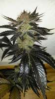 Cannabella Genetics Brambleberry Kush - foto de CannabellaSeedClub