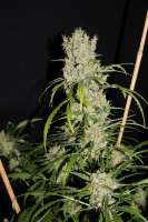 Imagen de CAnnabellaSeedClub (G13 Super Silver Haze)