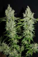 Cannabella Genetics G13 Super Silver Haze - foto de CannabellaSeedClub