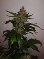 Imagen de CannabellaSeedClub (Iced Pineapple)