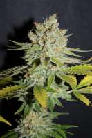 Cannabella Genetics Lemon Cream Pie - foto de CannabellaSeedClub