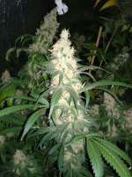 Imagen de CannabellaSeedClub (Pineapple Gold)