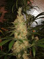 Cannabella Genetics Pineapple Gold - foto de CannabellaSeedClub