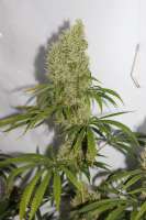 Cannabella Genetics Pineapple Haze - foto de CAnnabellaSeedClub