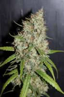 Cannabella Genetics Sour Amnesia Haze - foto de Silas