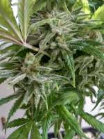 Cannabella Genetics Strawberry Cream Pie - foto de DasBo