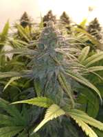 Cannabella Genetics Strawberry Cream Pie - foto de DasBo