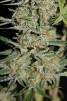 Imagen de CannabellaSeedClub (Strawberry Cream Pie)