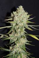 Imagen de CannabellaSeedClub (Strawberry Cream Pie)