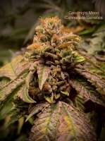 Cannarado Genetics Goodnight Moon - foto de LandoCalripken