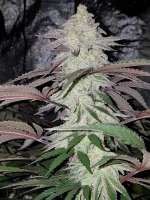 Capulator Miracle Alien Cookies - foto de kannamed