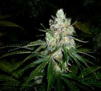 Ceres Seeds Ceres Skunk - foto de FlashGordon