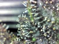 Chim Chiminey Genetics Smurf Punch - foto de Overkil420