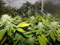 Clone Only Strains Blueberry Haze - foto de hemp47