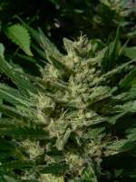 Imagen de GuerrillaRovere [Blueberry Haze]