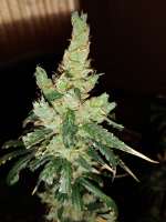 Clone Only Strains Cheese - foto de Gargamel25